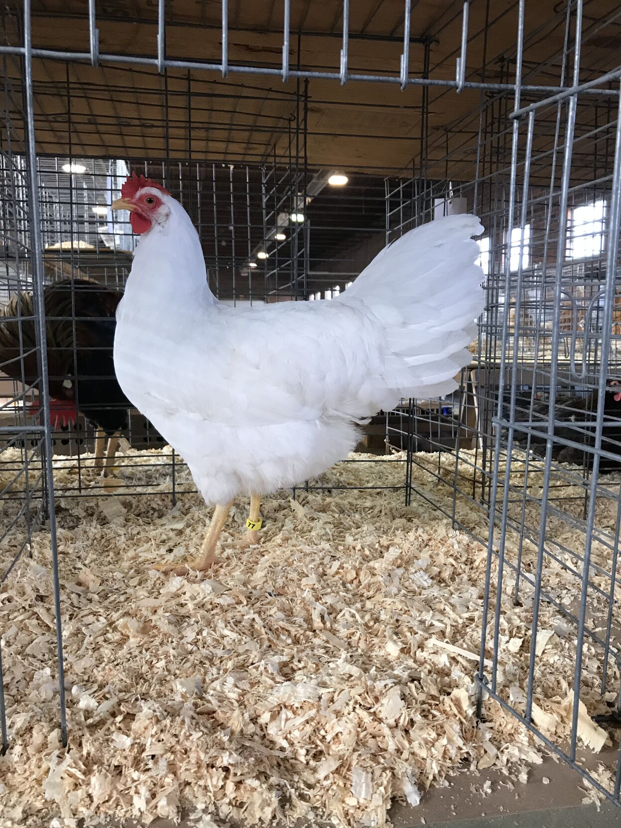 1 leghorn.JPG